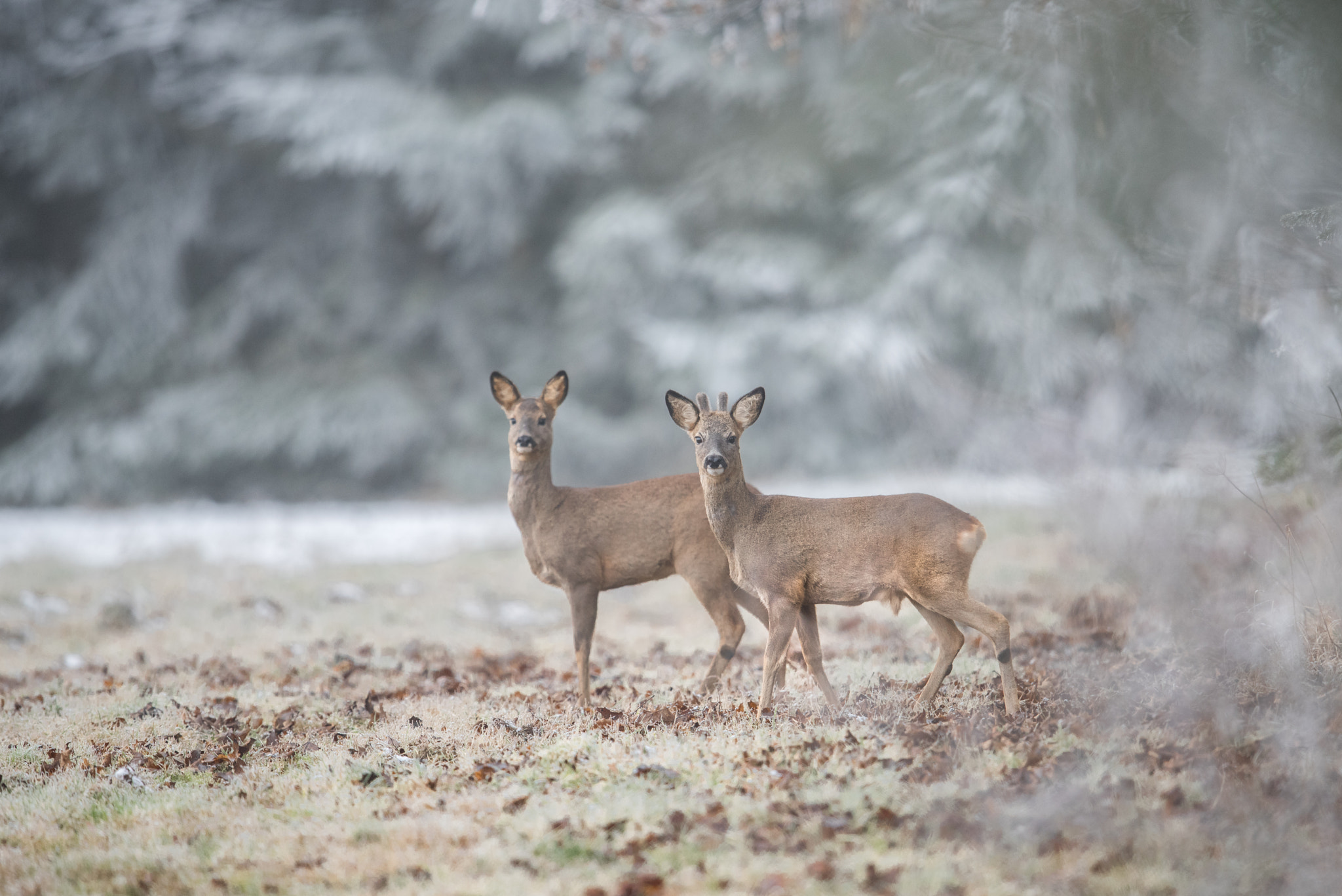 Nikon D810 + Nikon AF-S Nikkor 600mm F4G ED VR sample photo. Couple de chevreuils photography