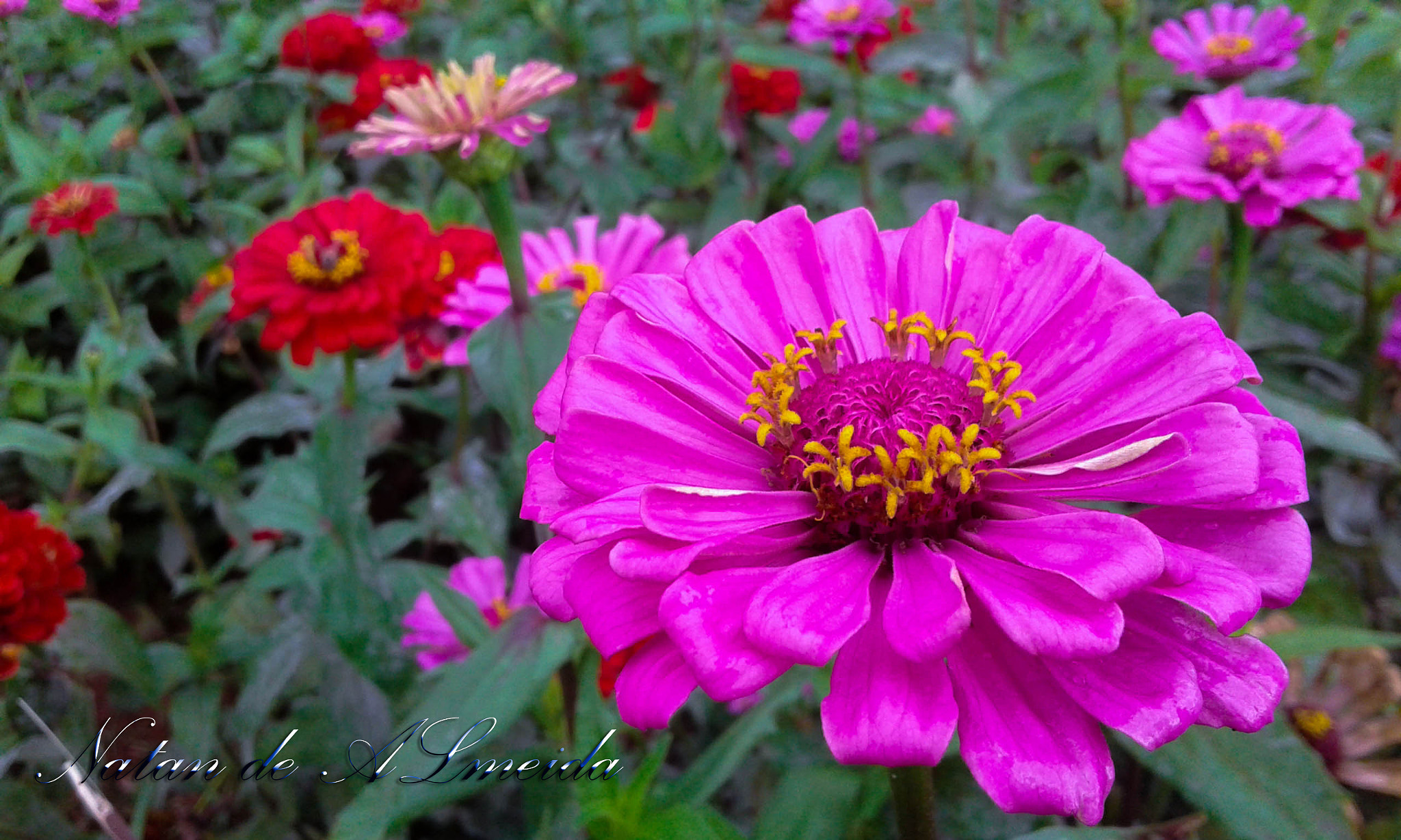 Samsung Galaxy Core2 sample photo. Flower photography
