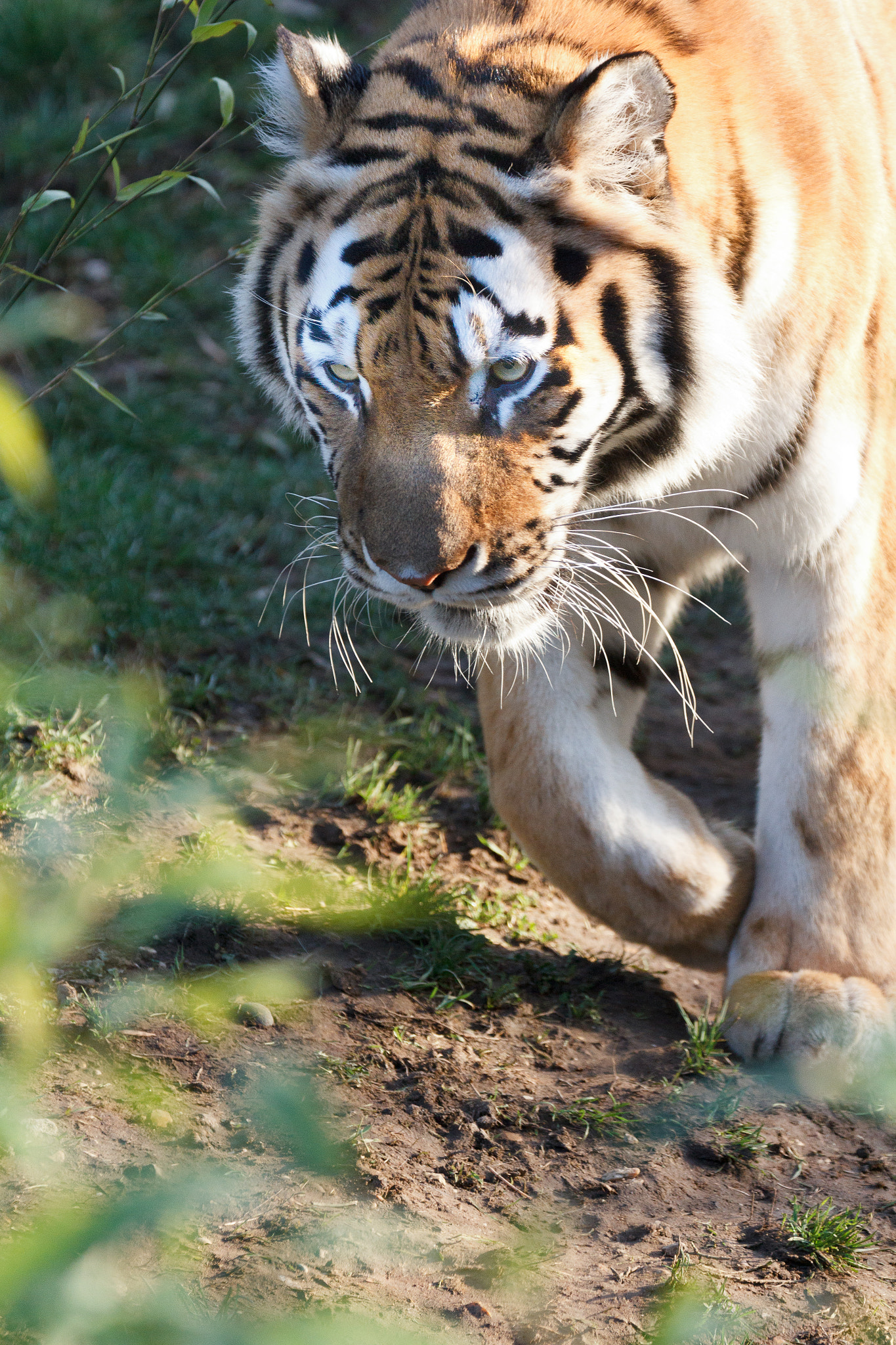 Canon EF 70-300mm F4-5.6L IS USM sample photo. Amur tiger photography