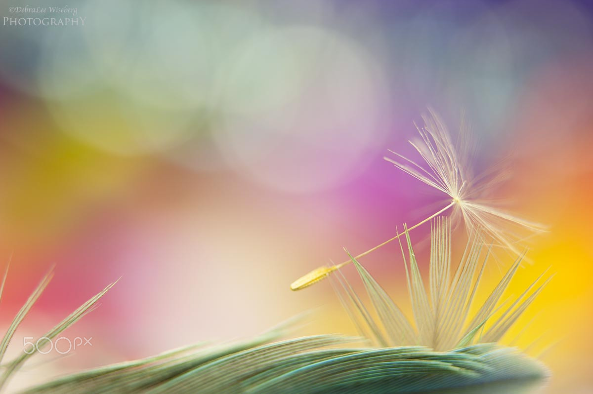 Nikon AF-S Micro-Nikkor 60mm F2.8G ED sample photo. Lean on me photography