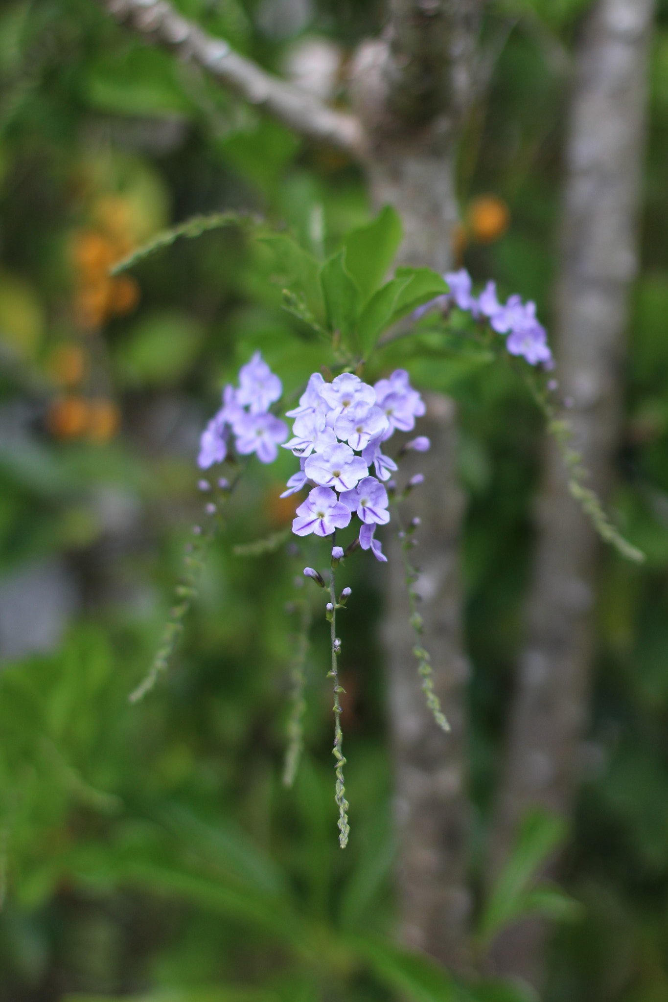 Canon EF 50mm F1.4 USM sample photo