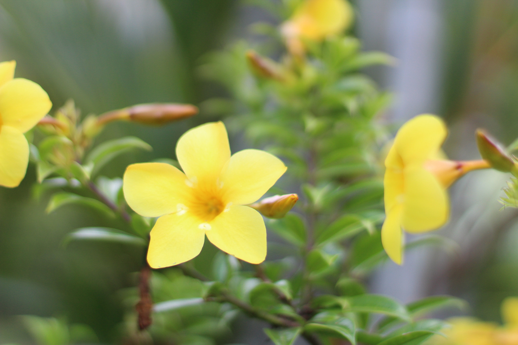 Canon EF 50mm F1.4 USM sample photo