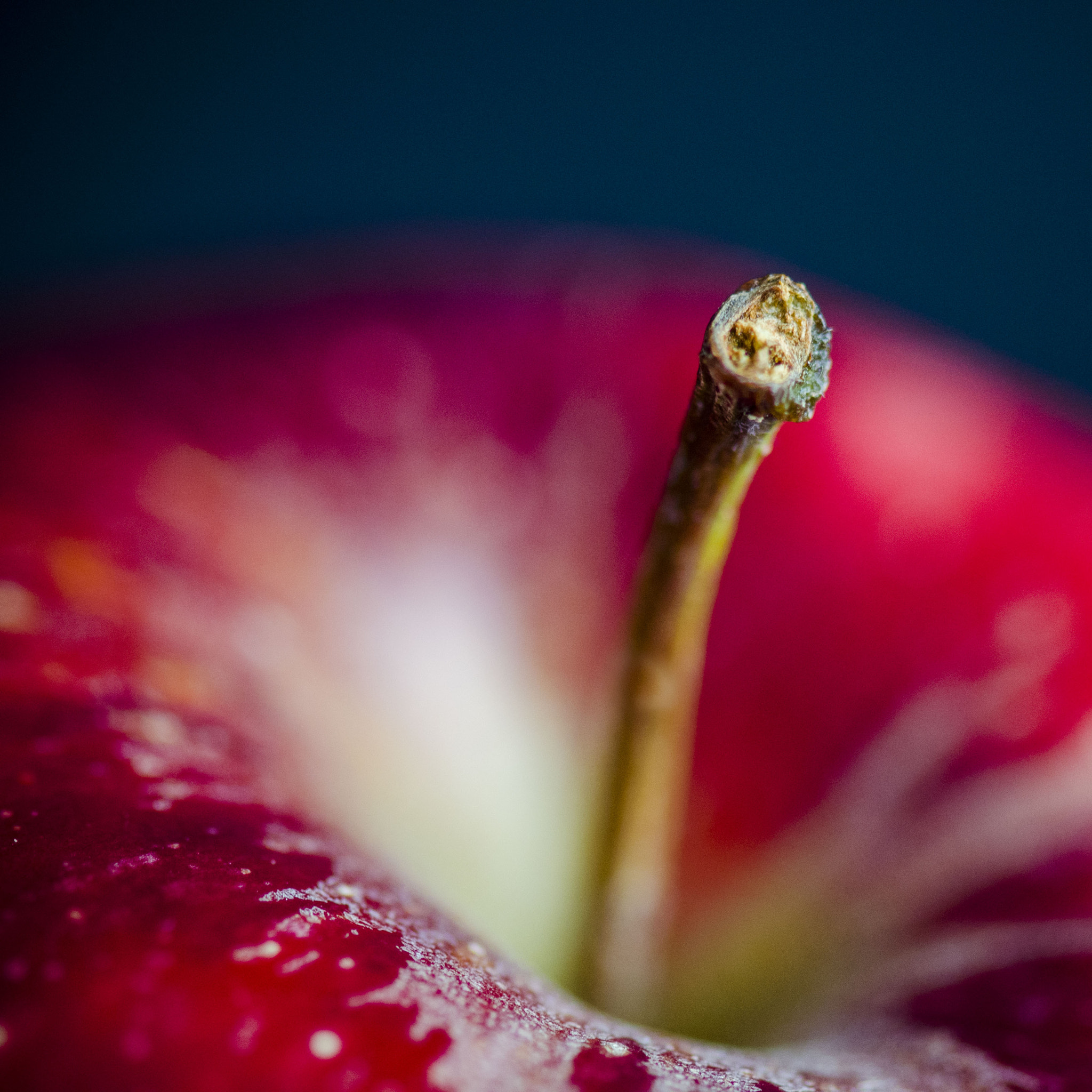Nikon AF-S Micro-Nikkor 105mm F2.8G IF-ED VR sample photo. One apple a day... photography