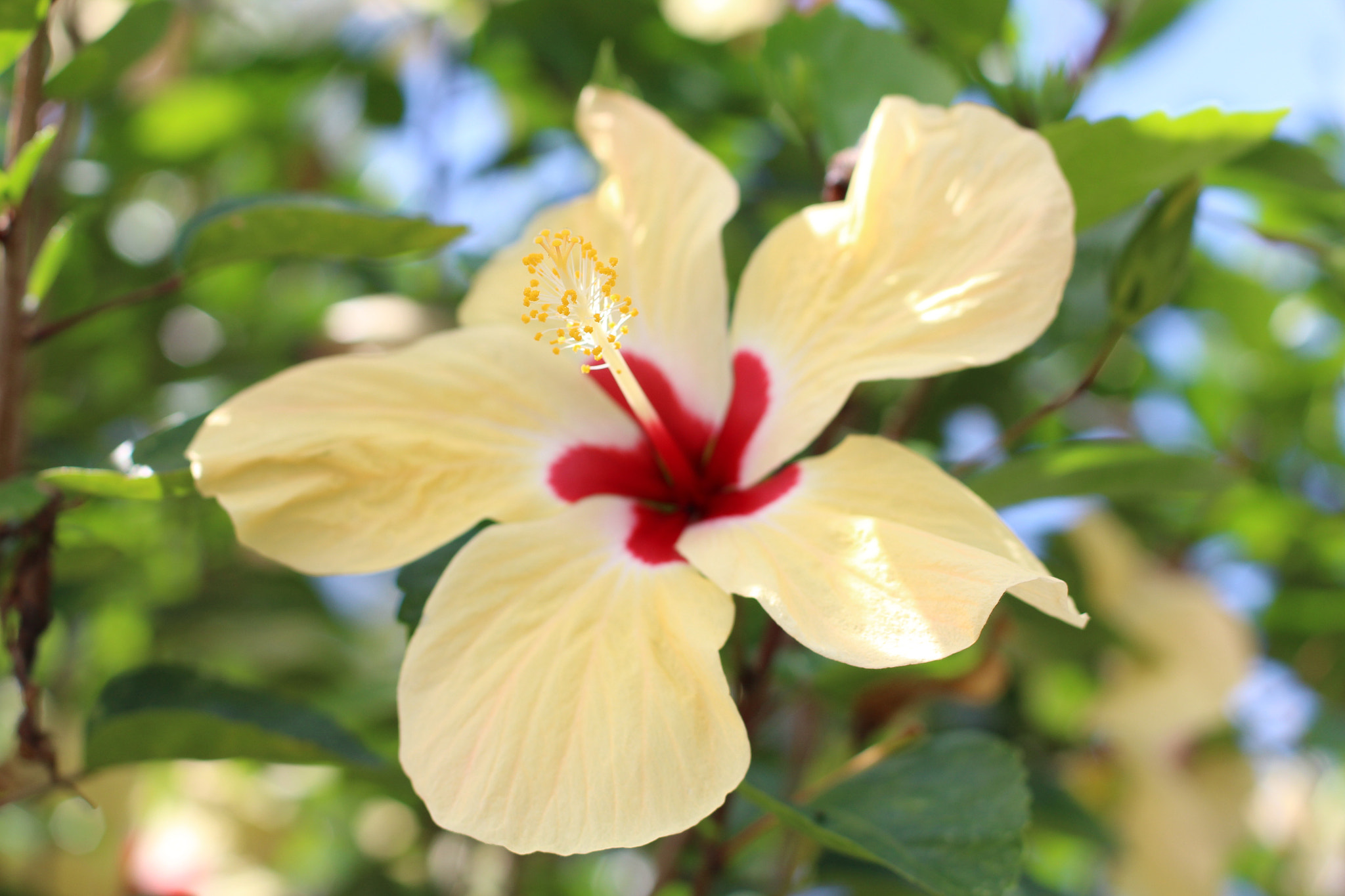 Canon EF 50mm F1.4 USM sample photo