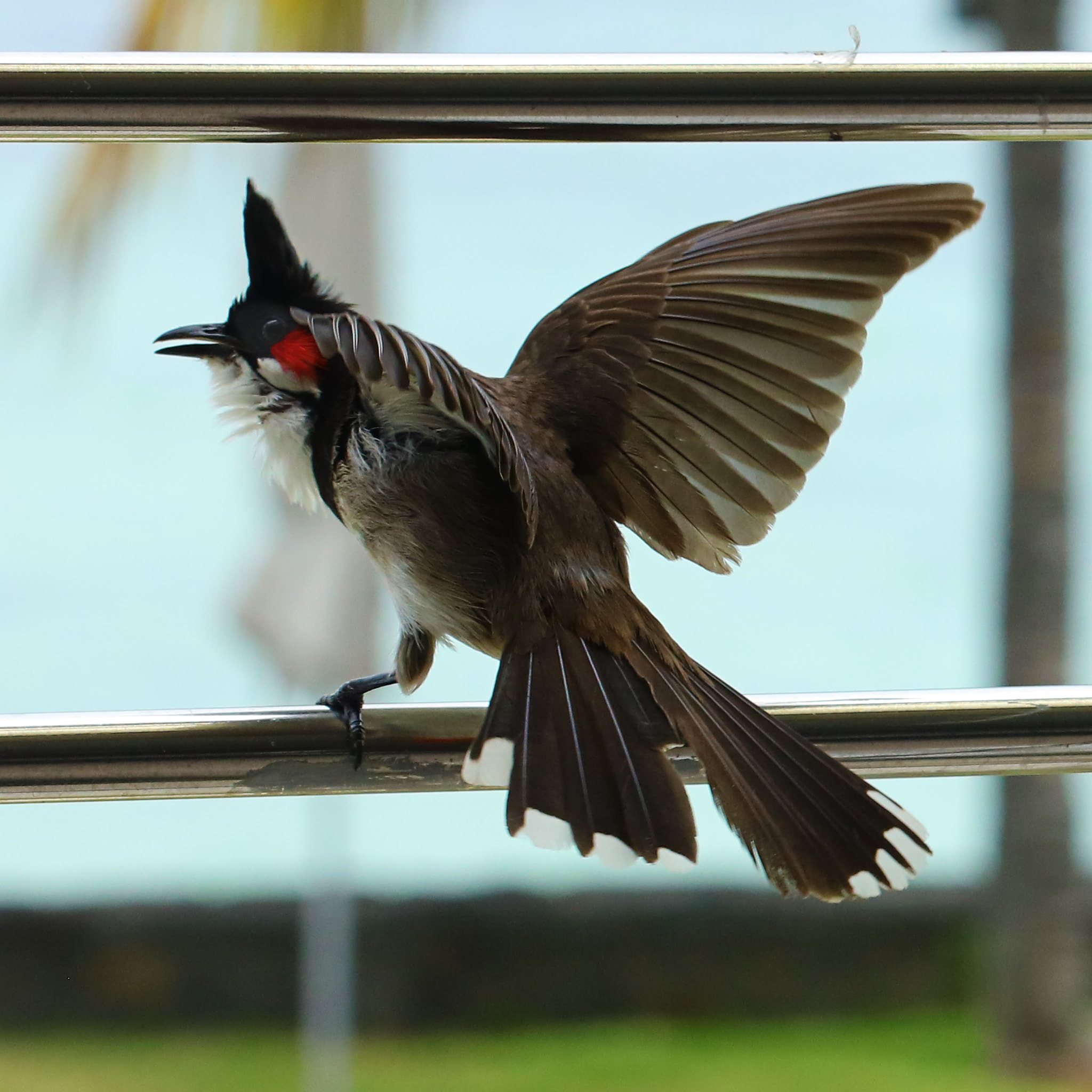 Canon EF 100mm F2.8 Macro USM sample photo. Coming or going photography