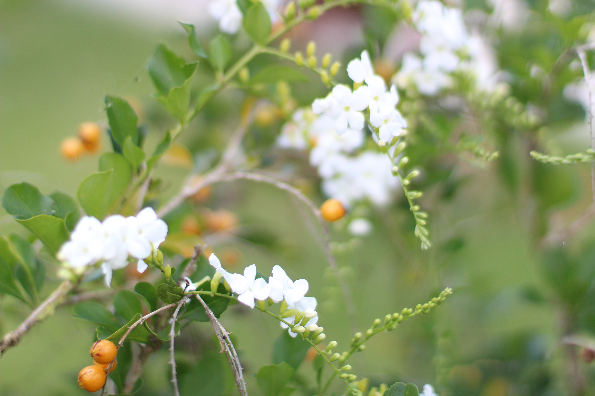 Canon EF 50mm F1.4 USM sample photo