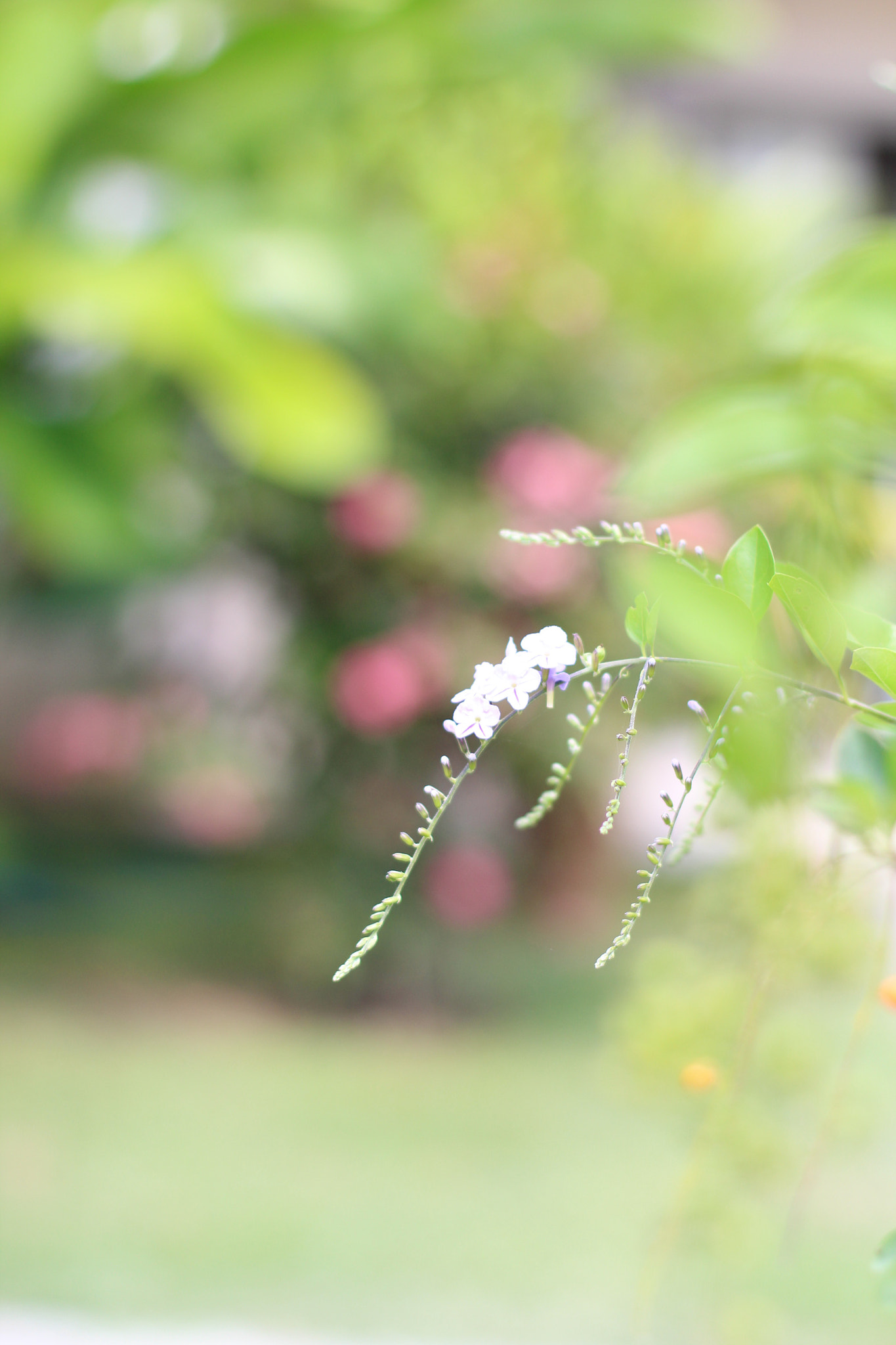 Canon EF 50mm F1.4 USM sample photo