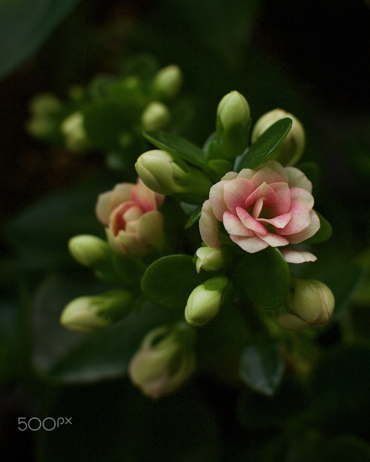 Nikon 1 J2 + Nikon 1 Nikkor 18.5mm F1.8 sample photo. Kalanchoe photography