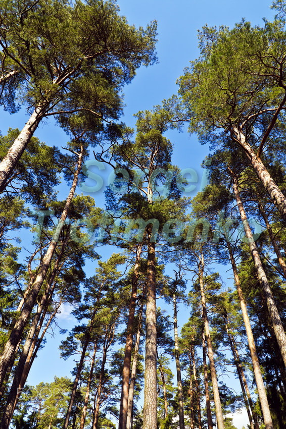 Nikon D5100 sample photo. Tops of the mast pine trees against the blue sky photography