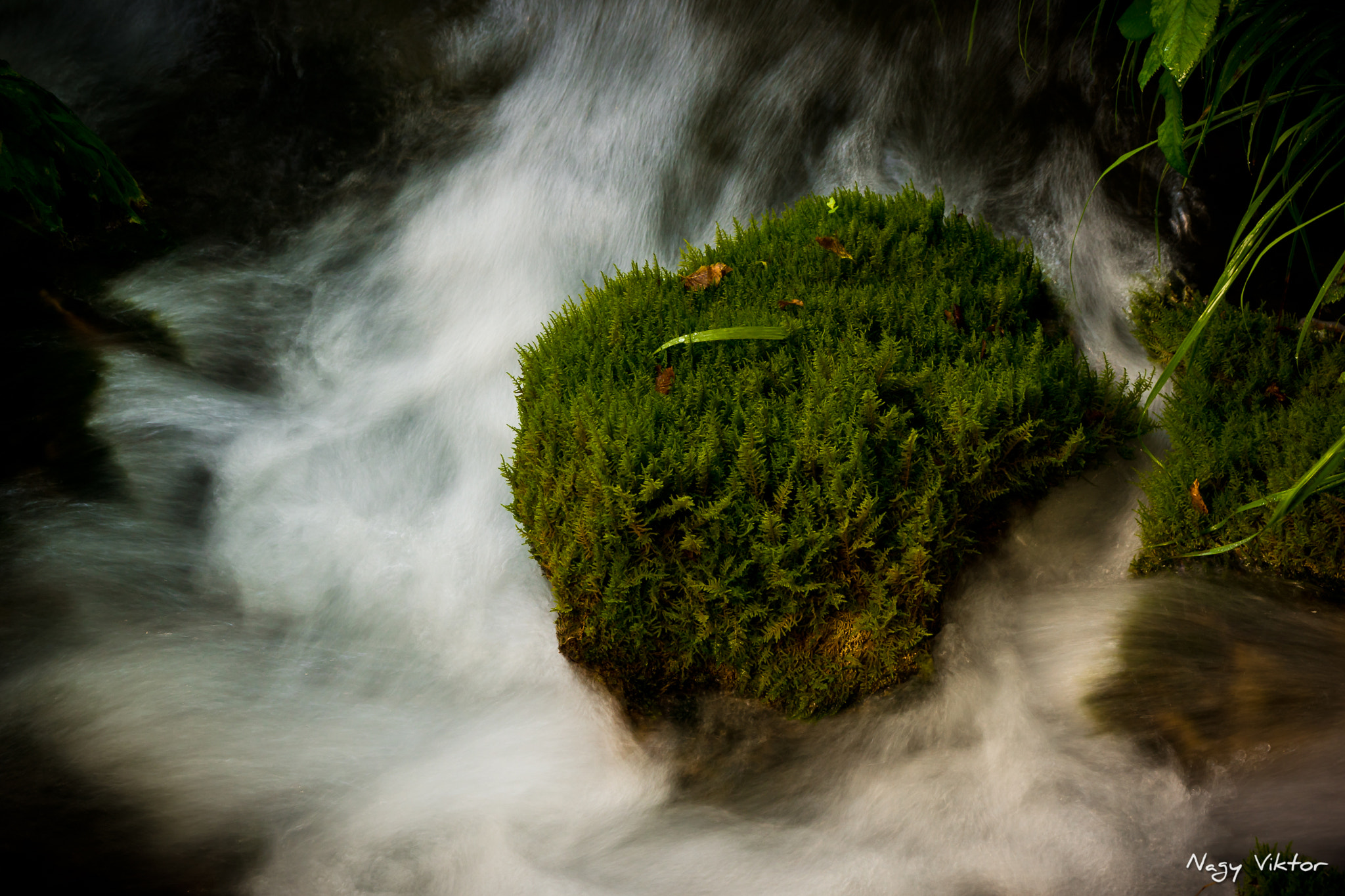 Sony SLT-A68 sample photo. Moss photography