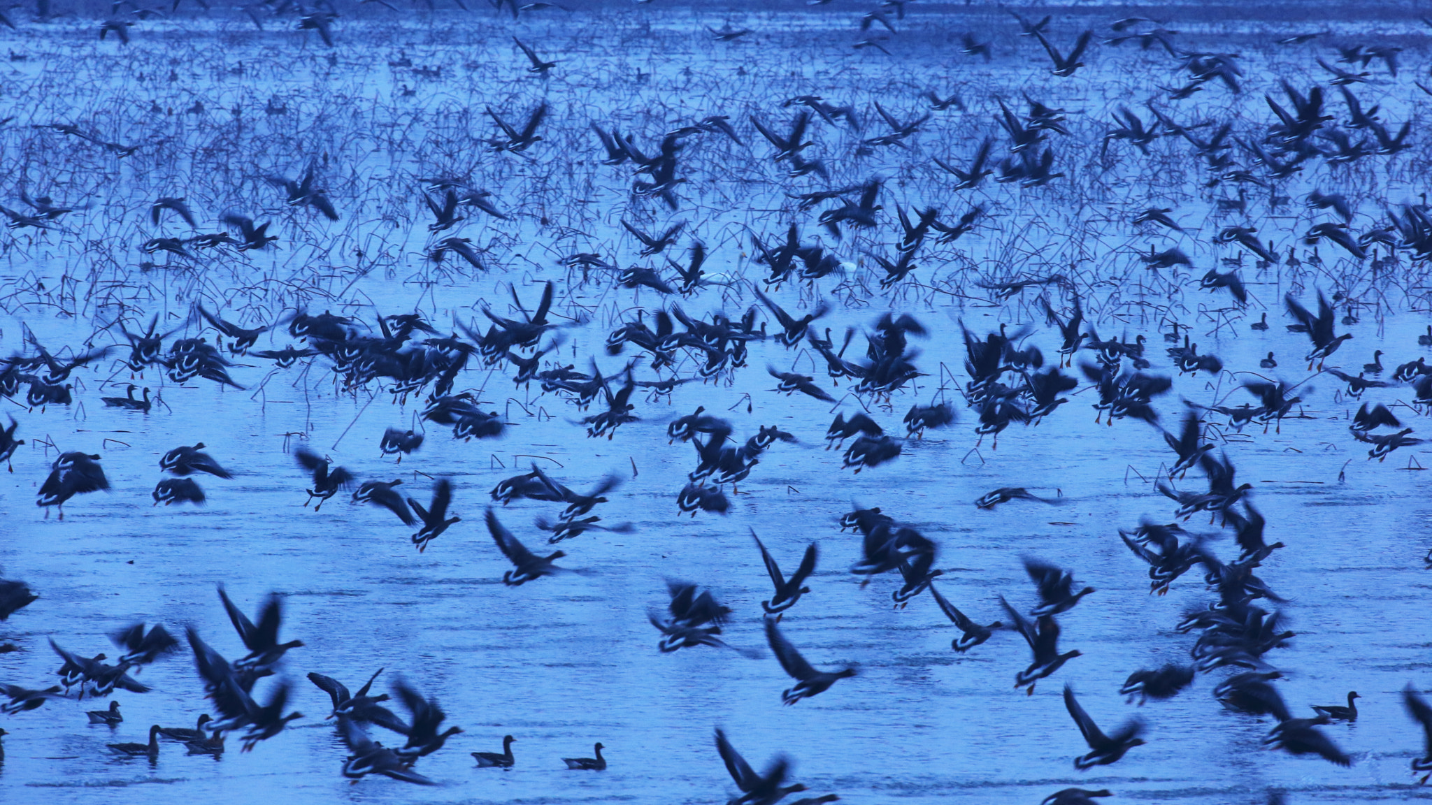 Canon EF 600mm f/4L IS sample photo. Flew away photography