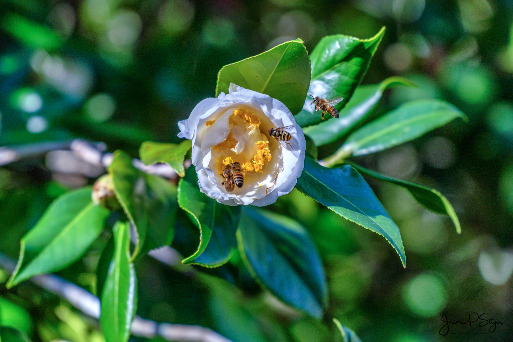 Sony E PZ 18-105mm F4 G OSS sample photo. Bee orgy photography