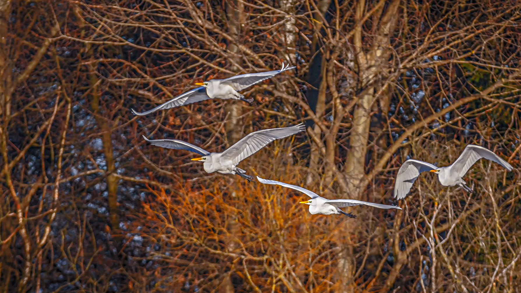 150-600mm F5-6.3 DG OS HSM | Contemporary 015 sample photo. Ardea alba photography