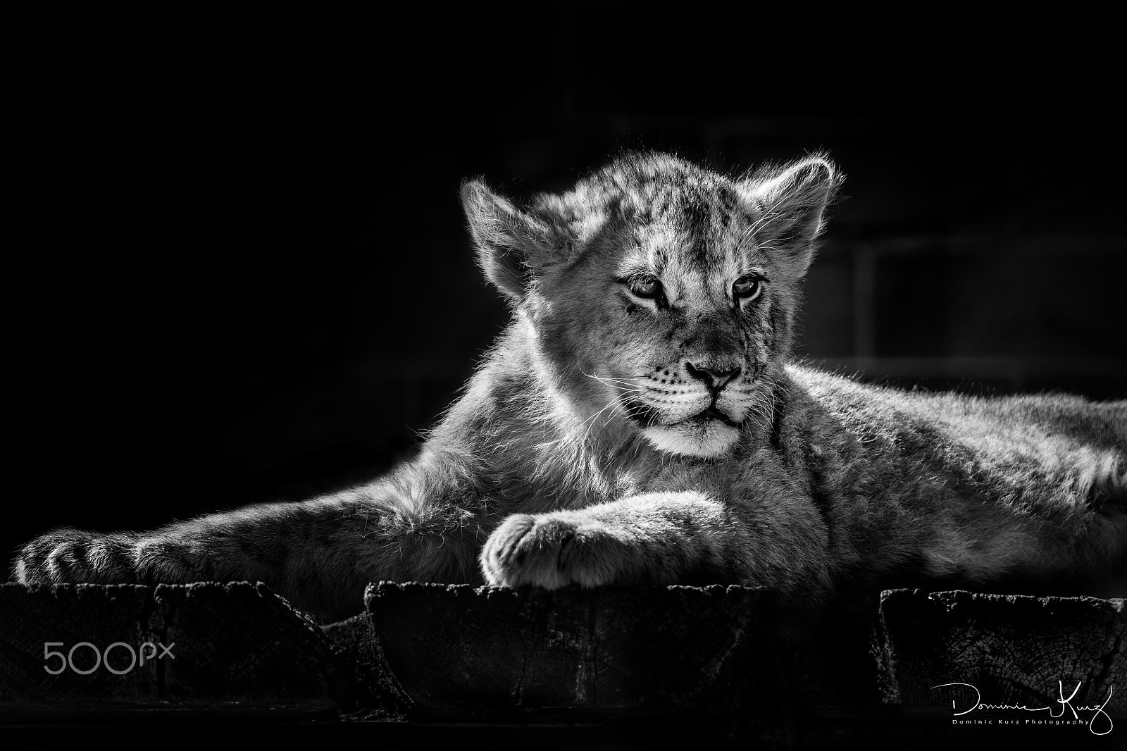 Canon EOS 5DS R + Tamron SP 70-300mm F4-5.6 Di VC USD sample photo. Young lion photography