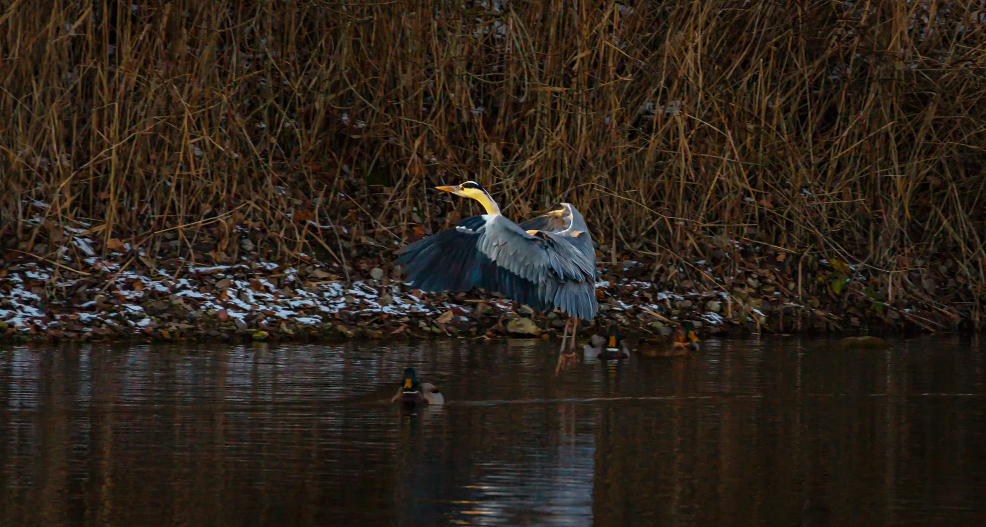 150-600mm F5-6.3 DG OS HSM | Contemporary 015 sample photo. Grey heron  photography
