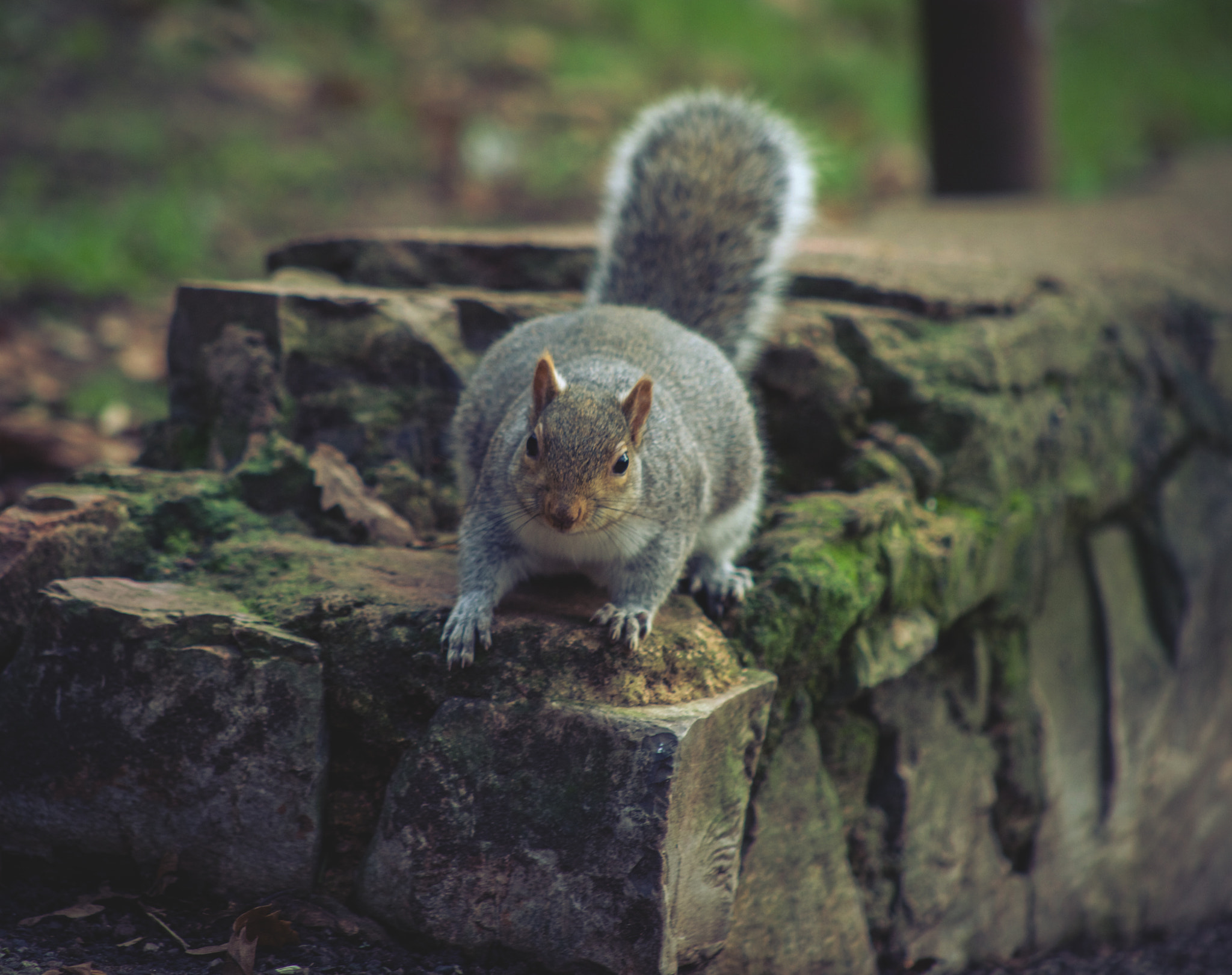 EF75-300mm f/4-5.6 sample photo. Mg photography