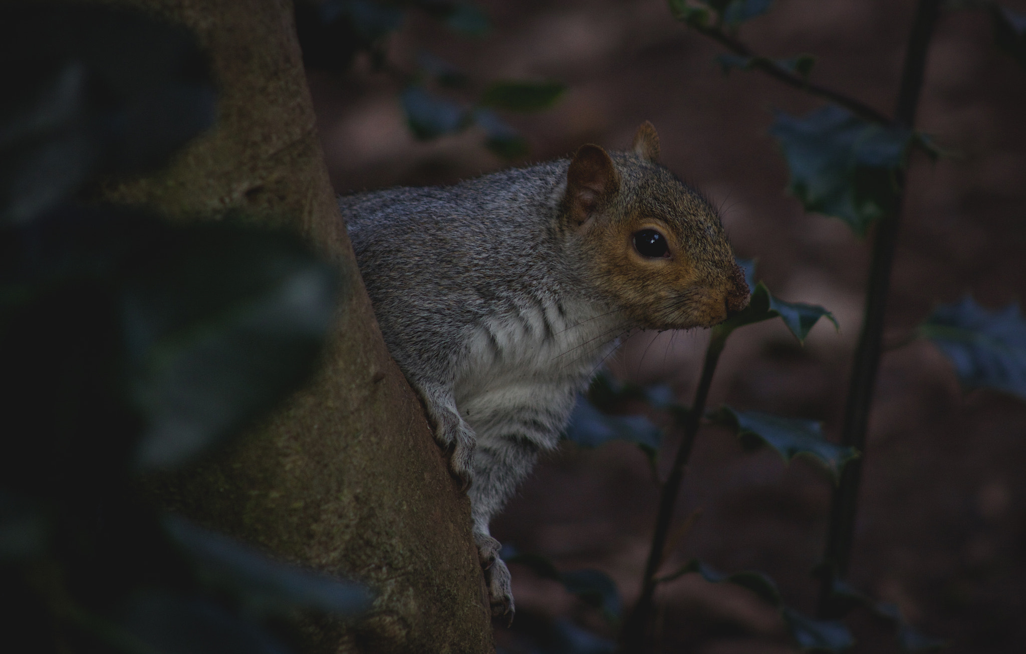 EF75-300mm f/4-5.6 sample photo. Mg photography