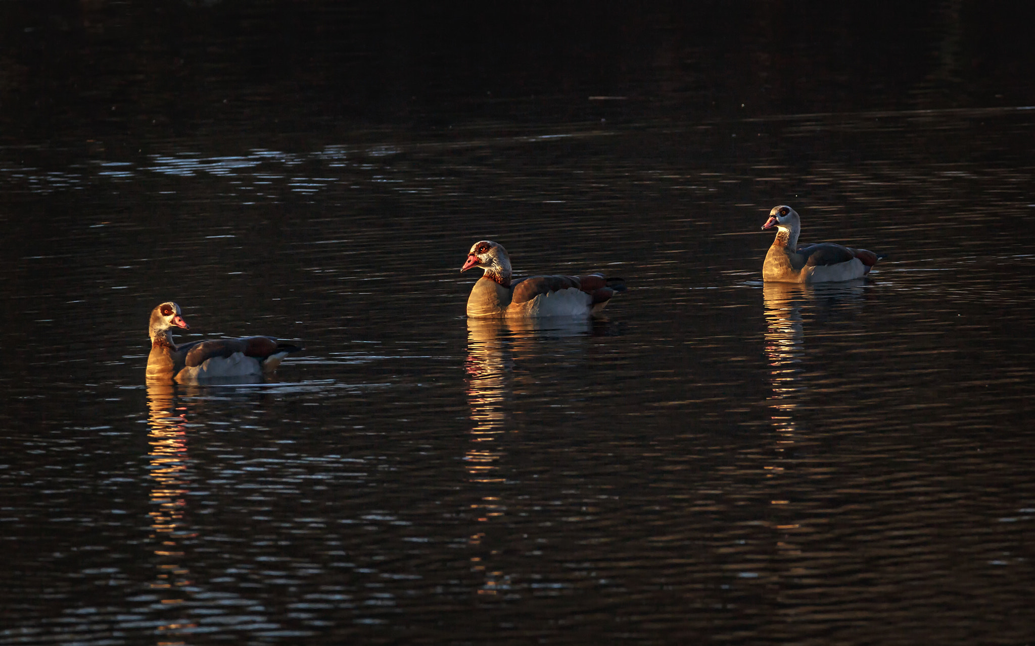 150-600mm F5-6.3 DG OS HSM | Contemporary 015 sample photo. Alopochen aegyptiaca  photography