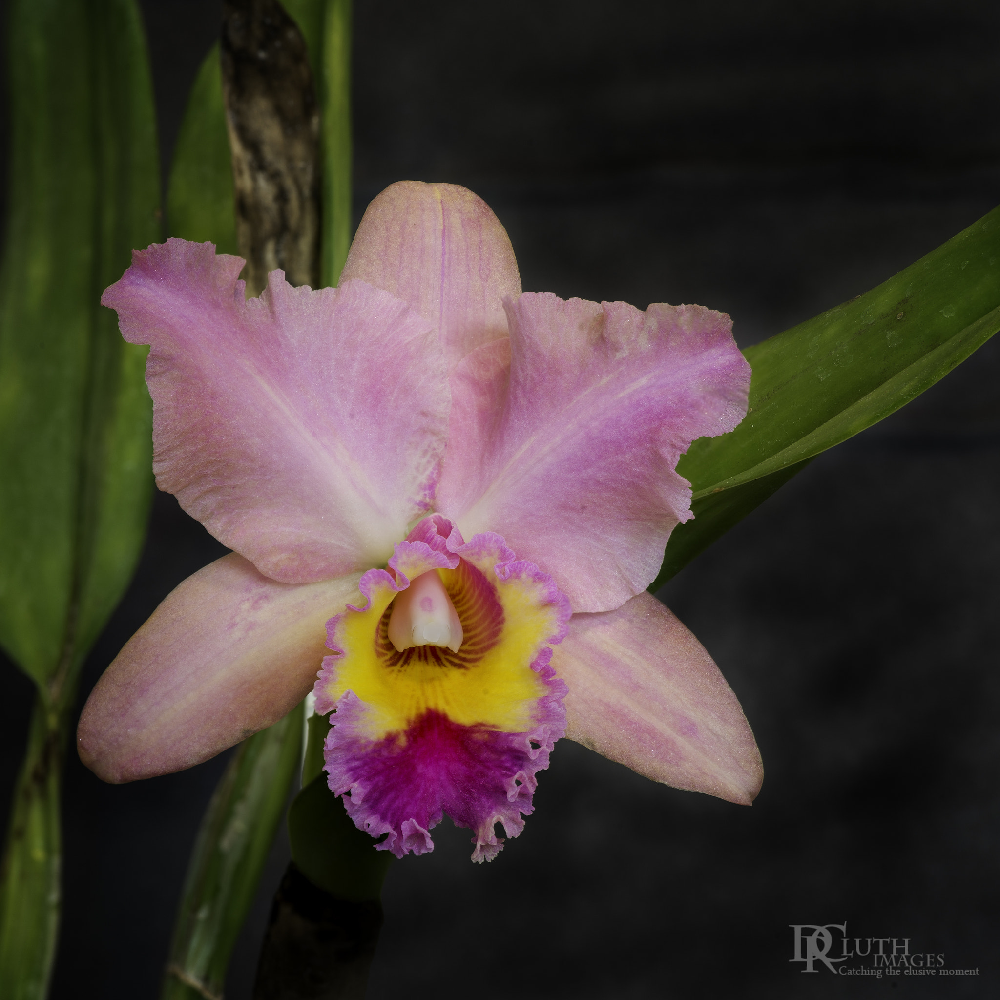 Nikon D800 + Tokina AT-X Pro 100mm F2.8 Macro sample photo. Orchid photography