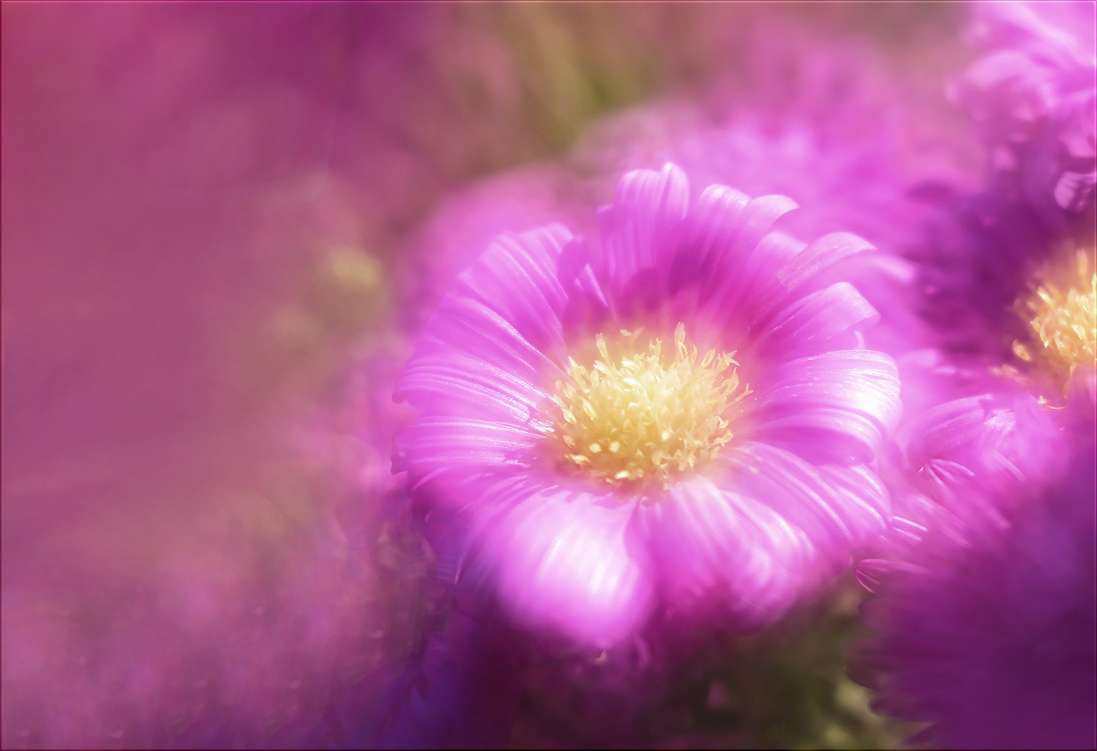 Canon EF 100mm F2.8L Macro IS USM sample photo. Vorfreude ... photography
