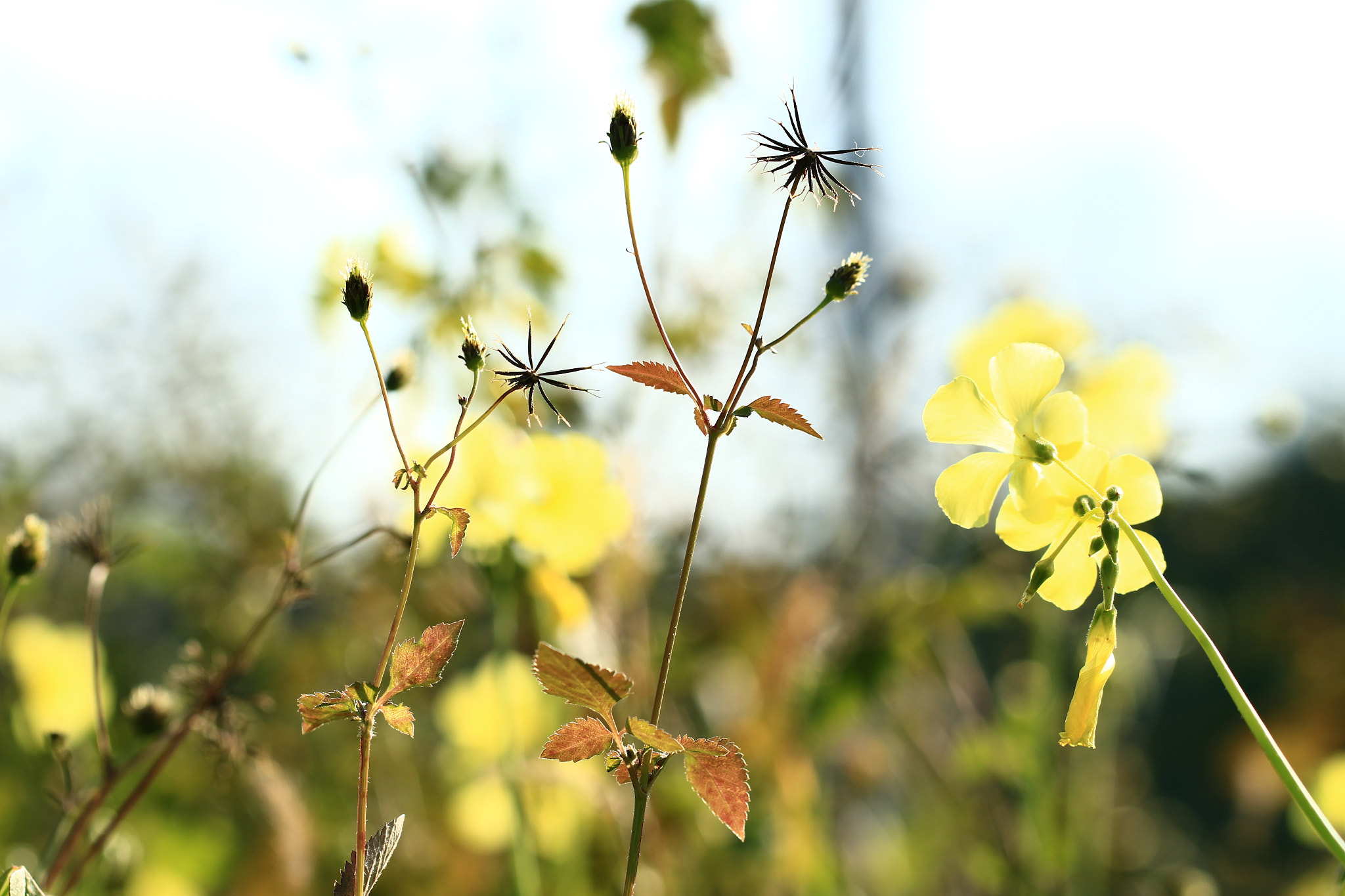 Canon EOS 700D (EOS Rebel T5i / EOS Kiss X7i) sample photo. A warm, sunny corner photography