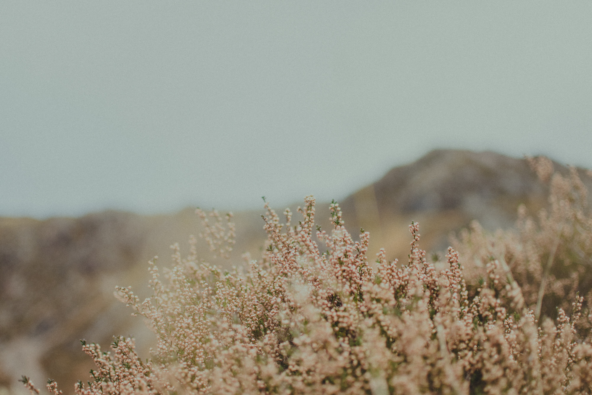 Nikon D750 sample photo. Plant life in the highlands photography