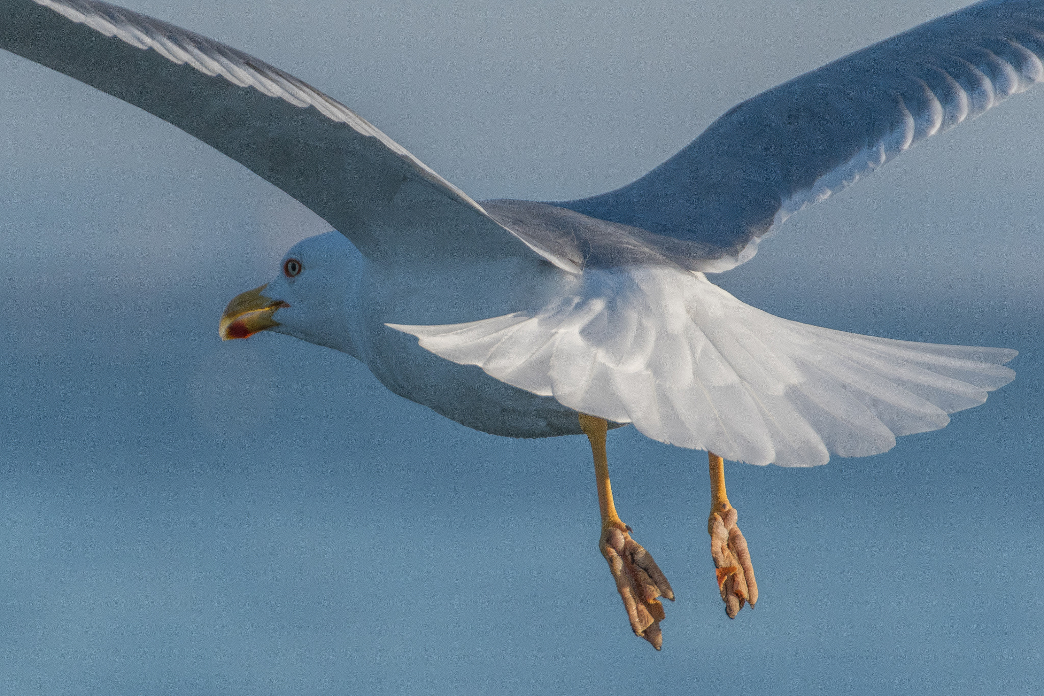 Nikon D500 sample photo. Seagull photography