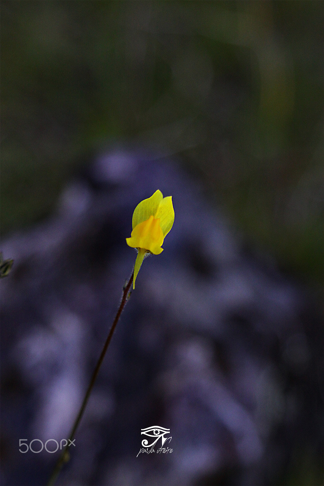 Canon EOS 50D + Canon EF 28-105mm f/3.5-4.5 USM sample photo. Yellow flower photography