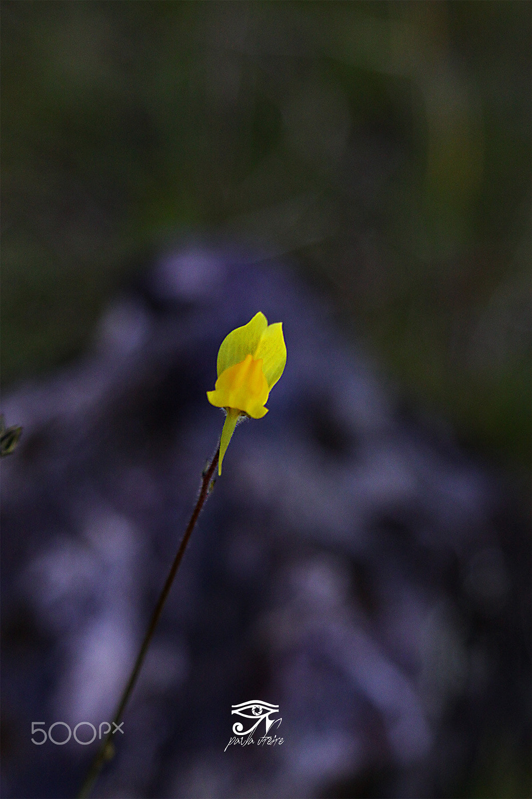 Canon EF 28-105mm f/3.5-4.5 USM sample photo. Yellow flower photography