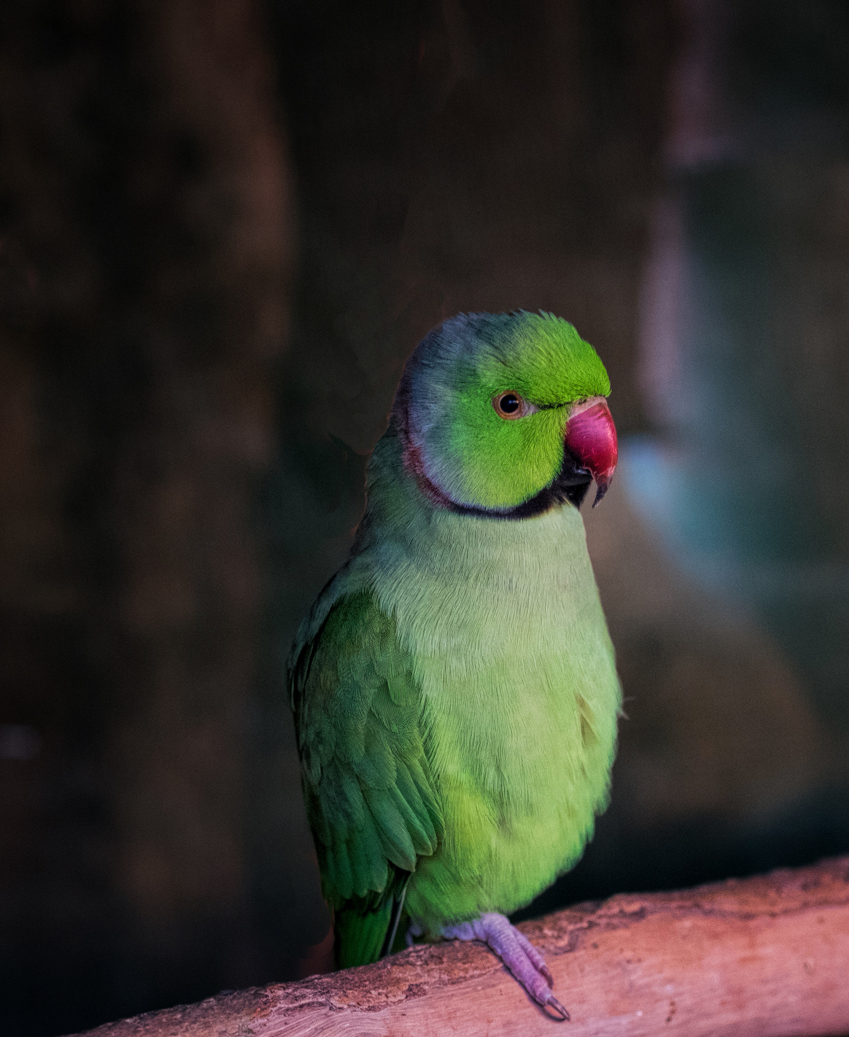 Fujifilm X-T1 sample photo. Little green parrot photography
