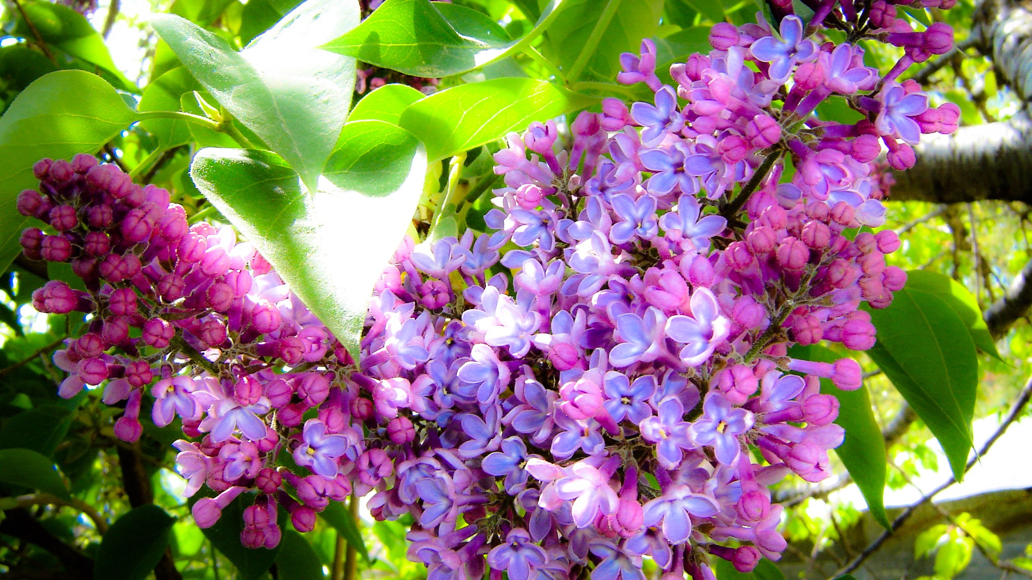 Sony DSC-P73 sample photo. Flieder photography