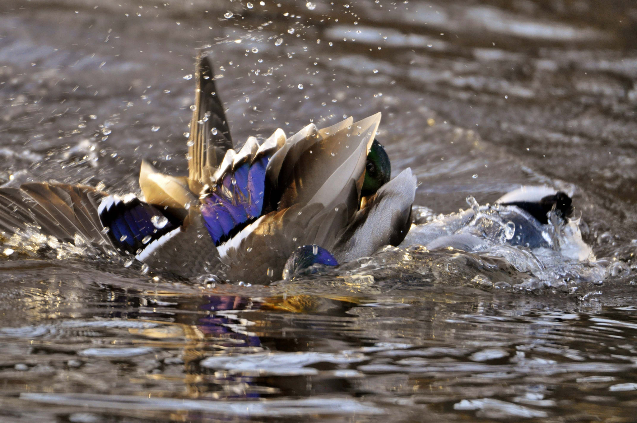 Nikon D5000 sample photo. Angry birds photography
