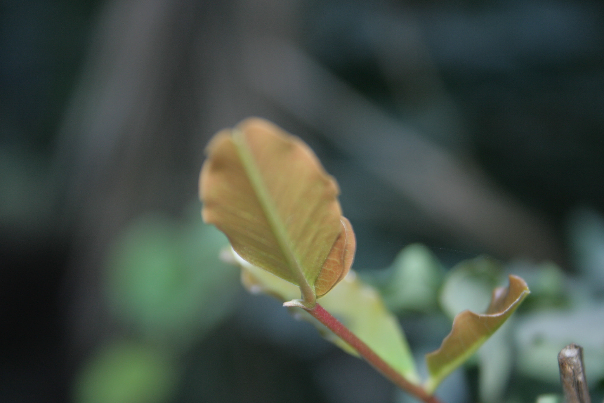 Canon EF-S 18-55mm f/3.5-5.6 USM sample photo