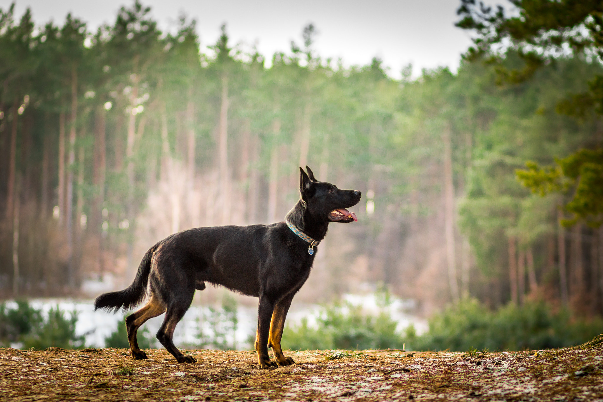 Canon EOS 650D (EOS Rebel T4i / EOS Kiss X6i) + Canon EF 85mm F1.8 USM sample photo. Enox <3 photography