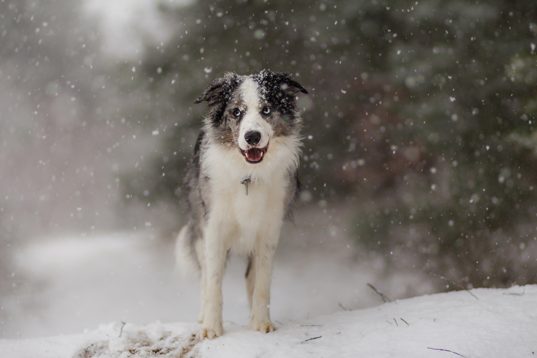 Canon EOS 650D (EOS Rebel T4i / EOS Kiss X6i) + Canon EF 85mm F1.8 USM sample photo. Rayo the winter prince! photography