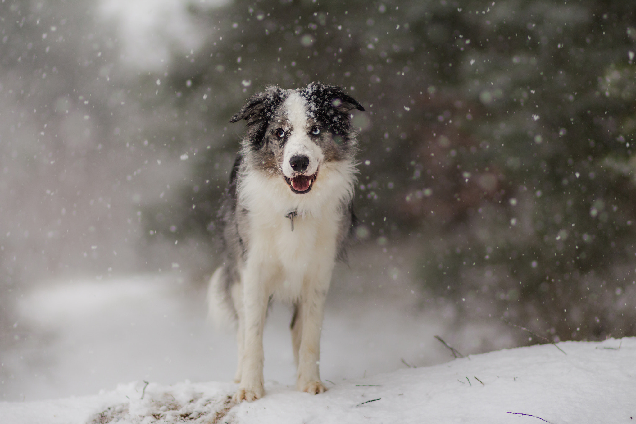 Canon EOS 650D (EOS Rebel T4i / EOS Kiss X6i) sample photo. Rayo the winter prince! photography