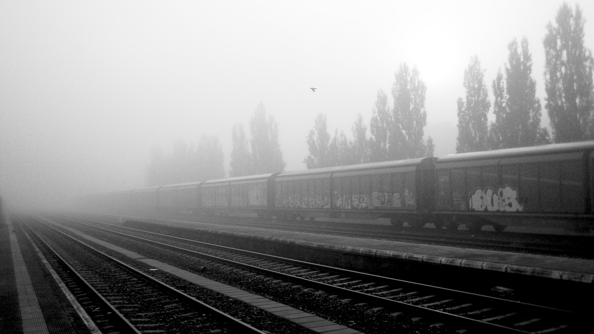 Olympus u740,S740 sample photo. The byrd,the goods train and the fog. photography
