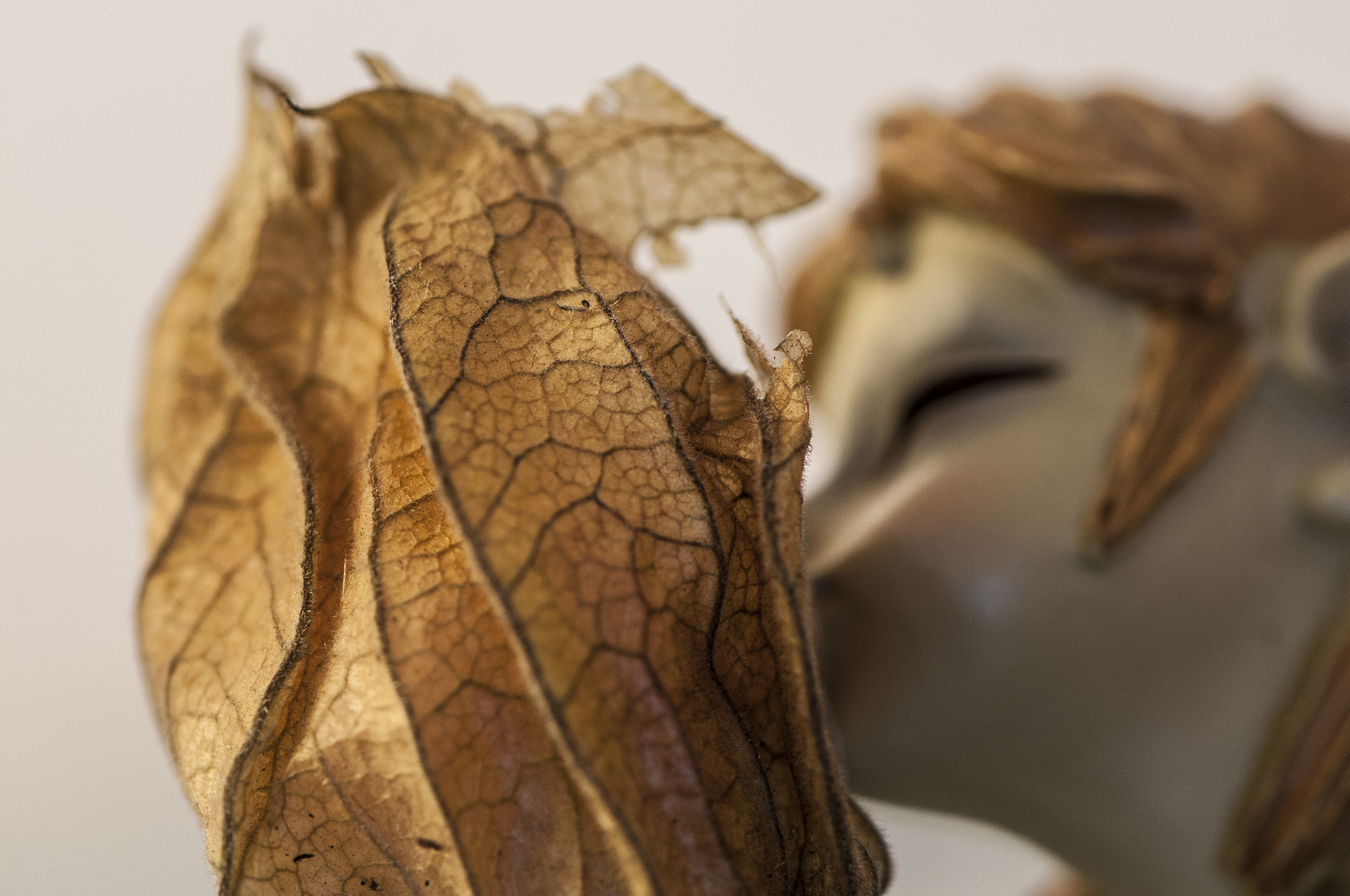 Nikon AF-S Micro-Nikkor 105mm F2.8G IF-ED VR sample photo. Beso duende photography