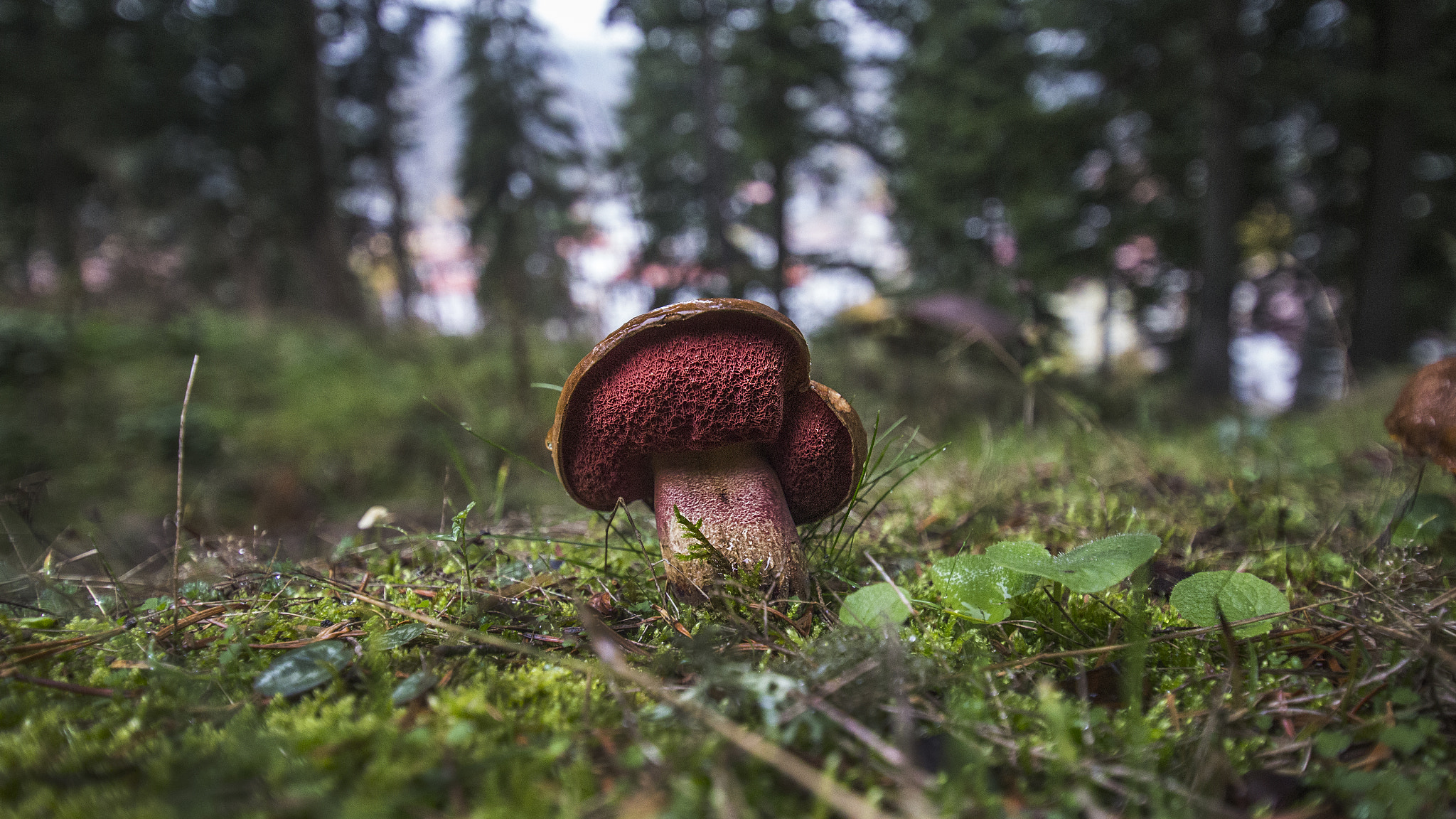 Sigma 10-20mm F3.5 EX DC HSM sample photo. Red mushroom photography