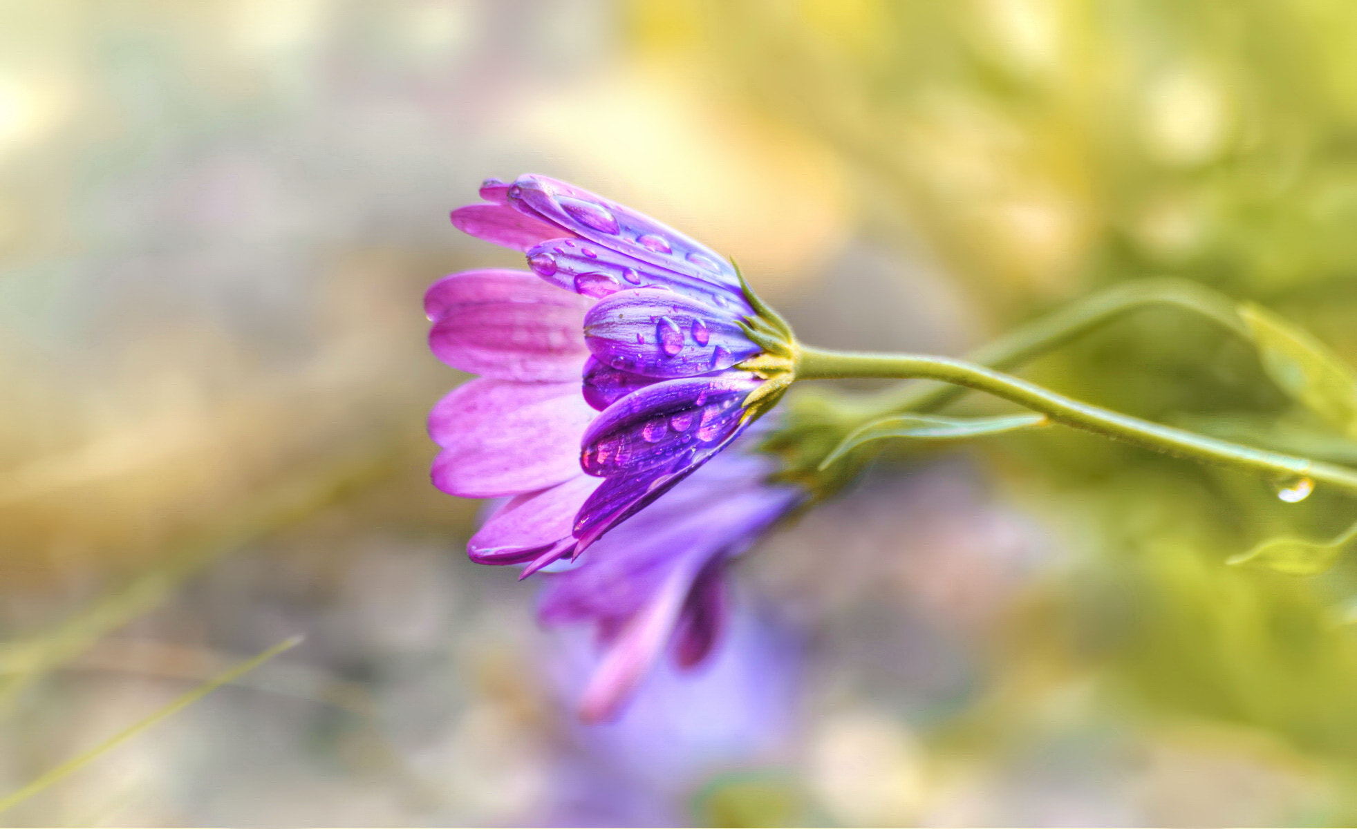 Sigma 70-300mm F4-5.6 APO Macro Super II sample photo. Bended by the rain photography