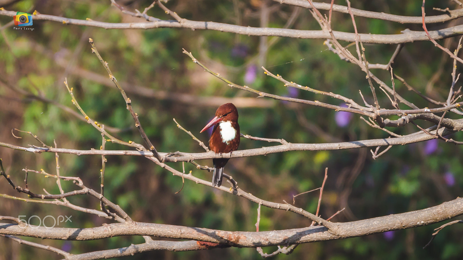 150-600mm F5-6.3 DG OS HSM | Contemporary 015 sample photo. White-throated kingfisher photography