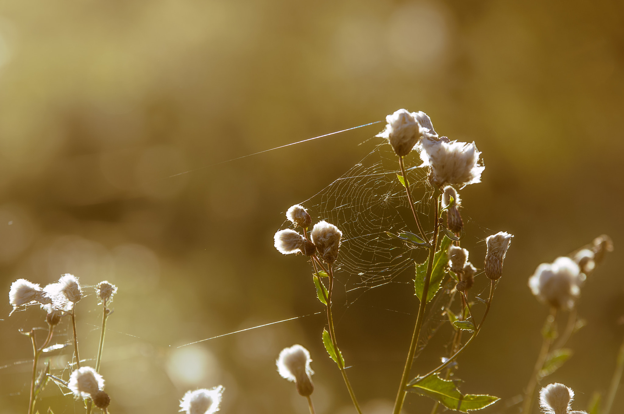 Sigma 70-200mm F2.8 EX DG OS HSM sample photo. Thistle photography
