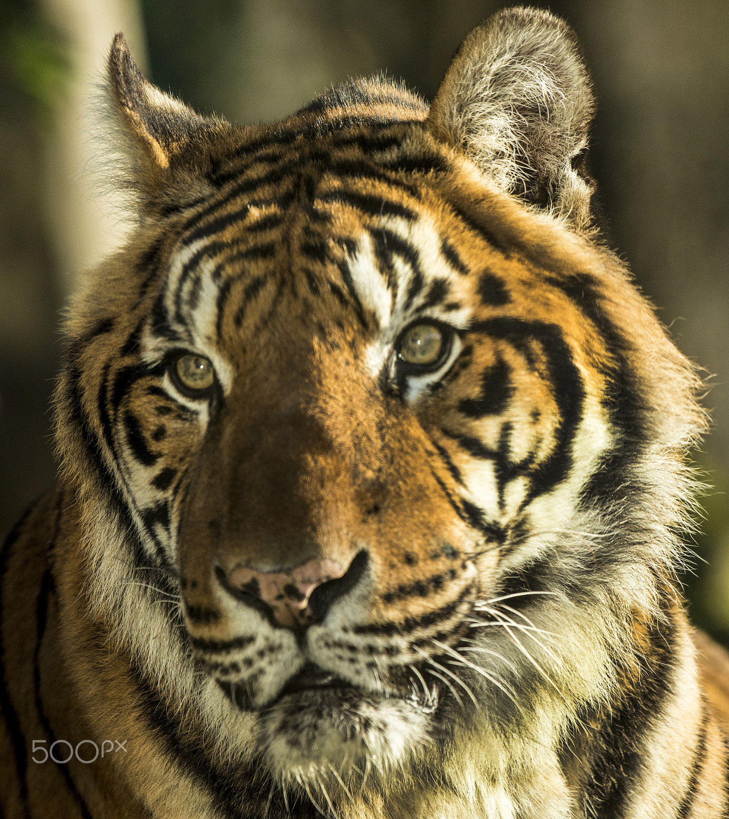 Nikon AF-S Nikkor 200-500mm F5.6E ED VR sample photo. Love me photography