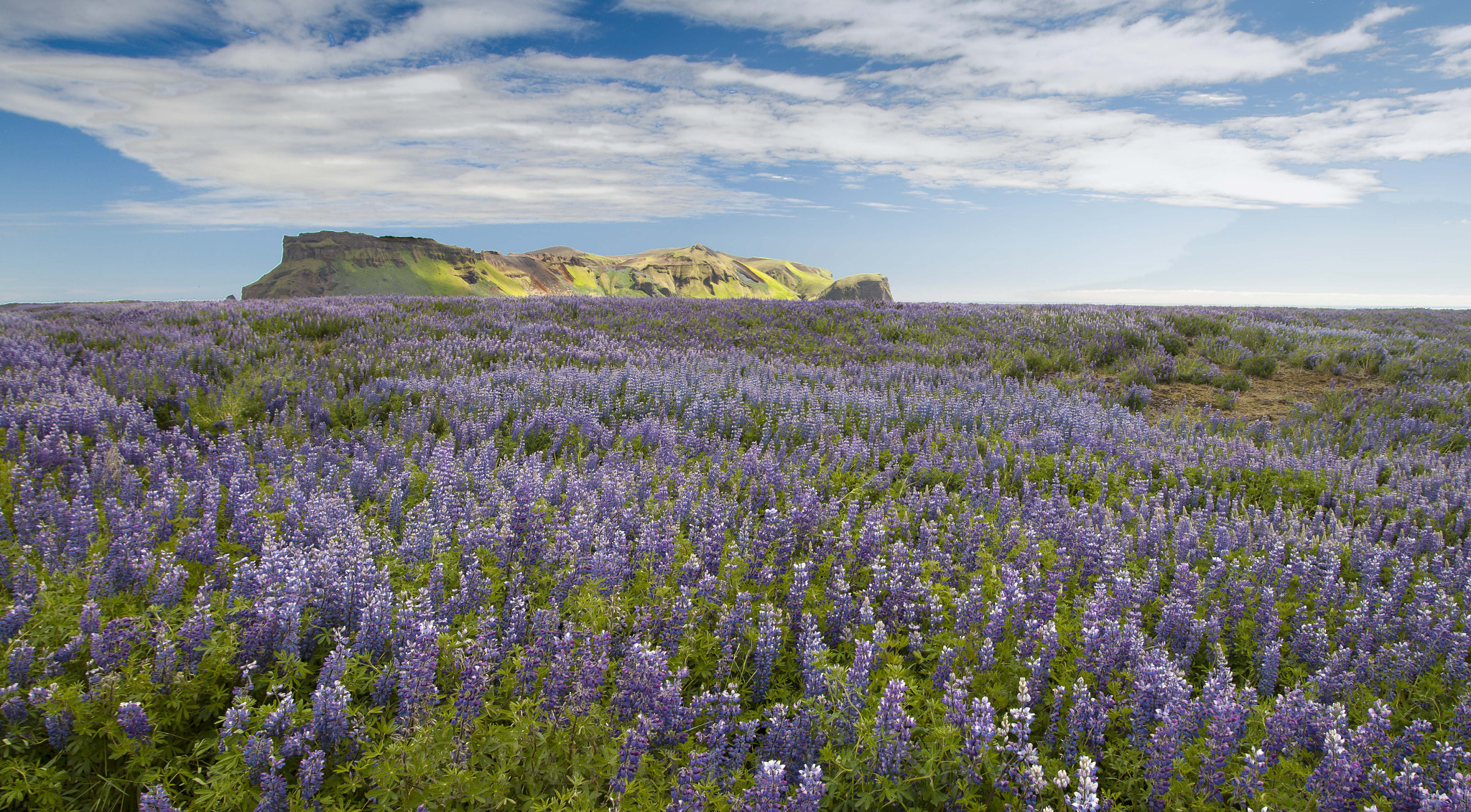 Canon EOS 500D (EOS Rebel T1i / EOS Kiss X3) sample photo. Icelandic blooming panorama photography