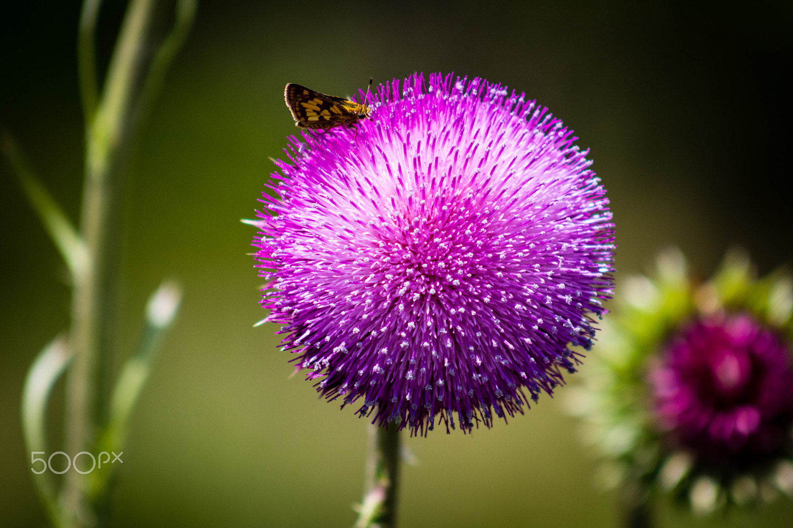 Canon EOS 80D + EF75-300mm f/4-5.6 sample photo. Ball of beauty photography