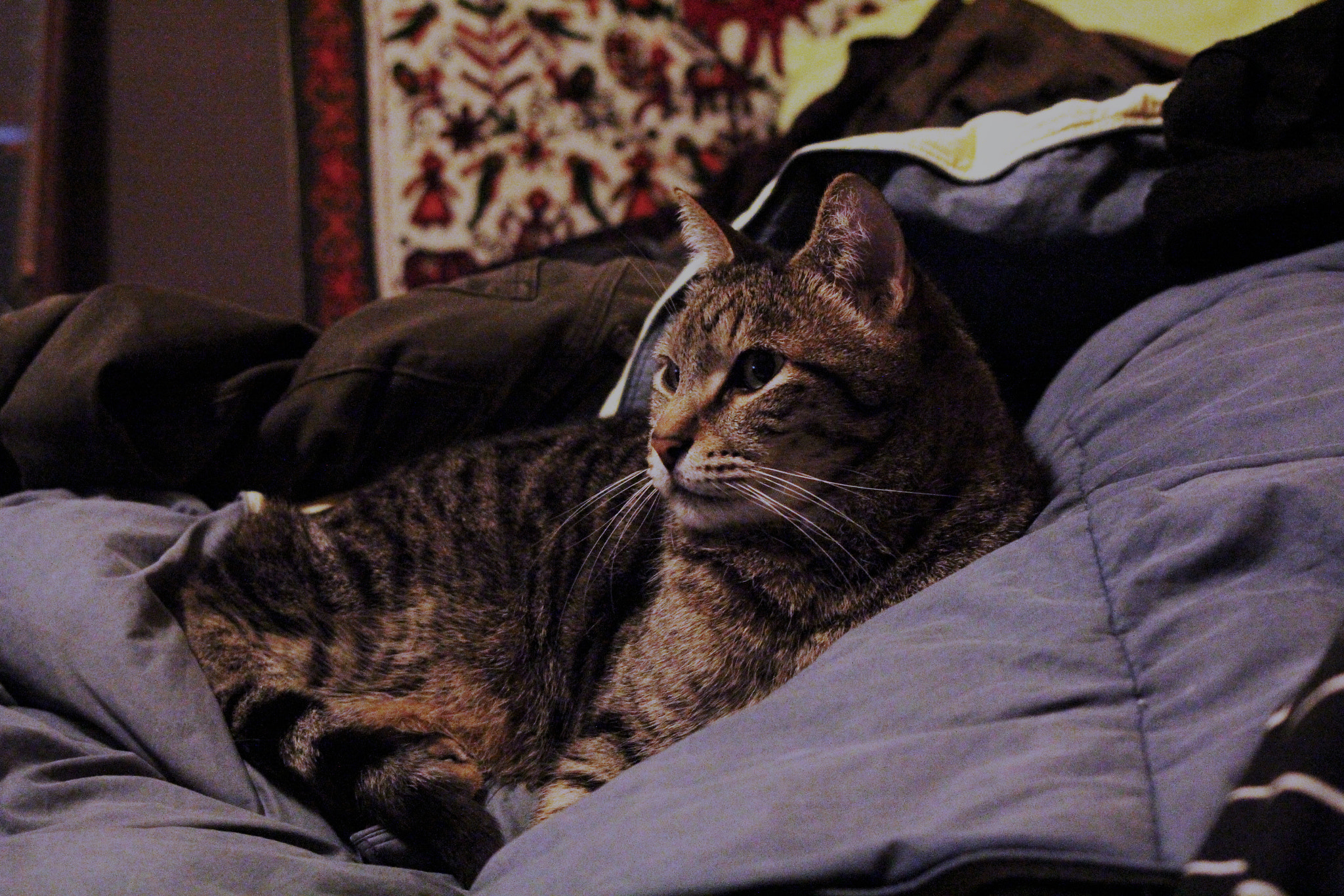 Canon EF 38-76mm f/4.5-5.6 sample photo. Tigre photography