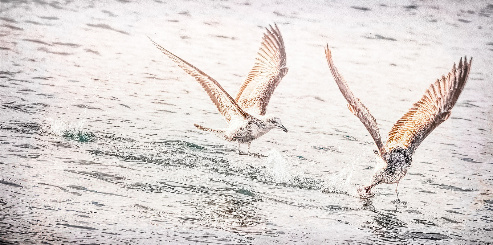 Canon EF 100-400mm F4.5-5.6L IS USM sample photo. Ffr photography