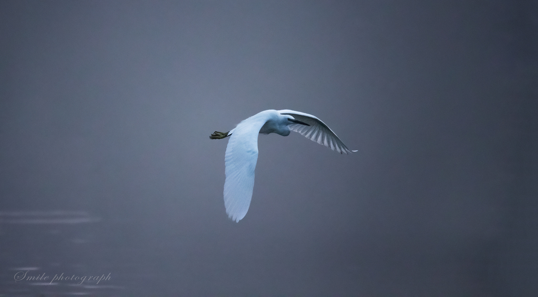Sigma 150-600mm F5-6.3 DG OS HSM | C sample photo. 孤独的飞行者 photography