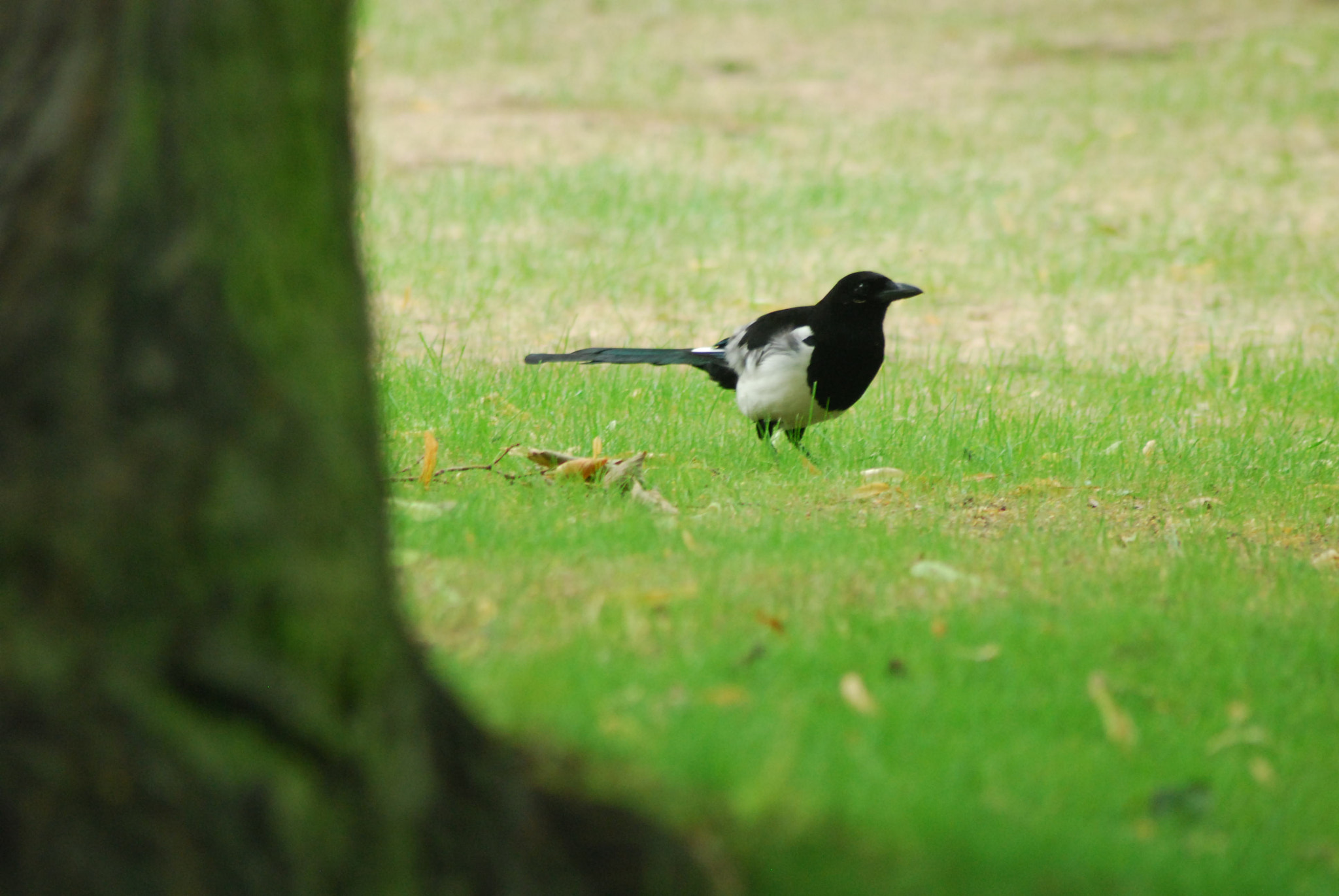 Nikon D80 sample photo. Buckingham palace birdie photography