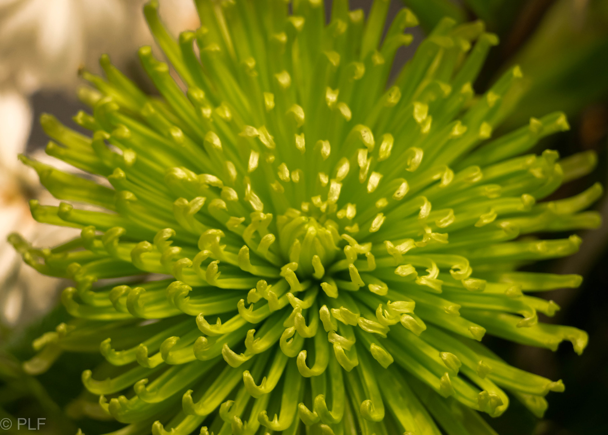 Nikon AF-S Nikkor 70-200mm F2.8G ED VR II sample photo. Some green photography